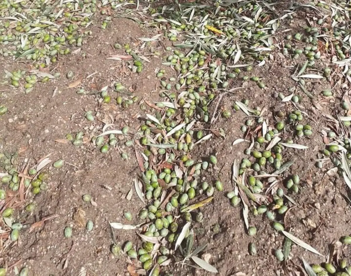 No olival prevê-se uma perda de produção de 80%