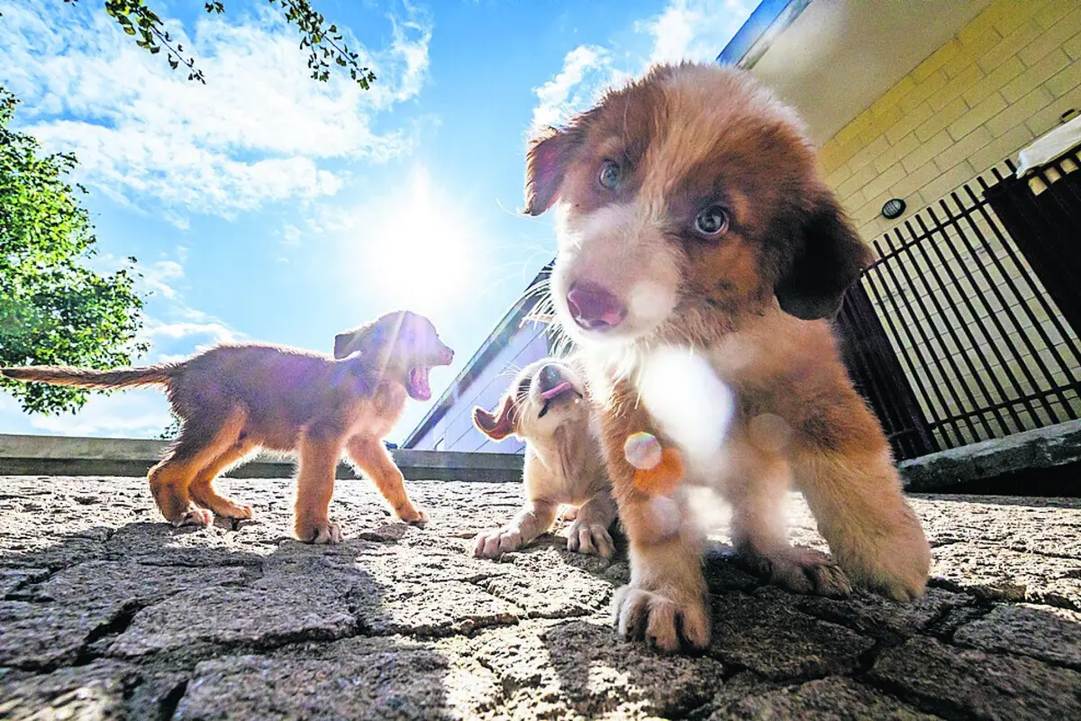 Resgate de cães e gatos das ruas desceu