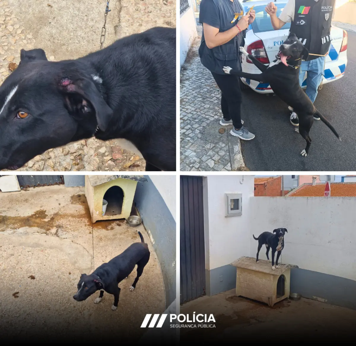 Cão ferido e com parasitas foi resgatado pela PSP de Sintra