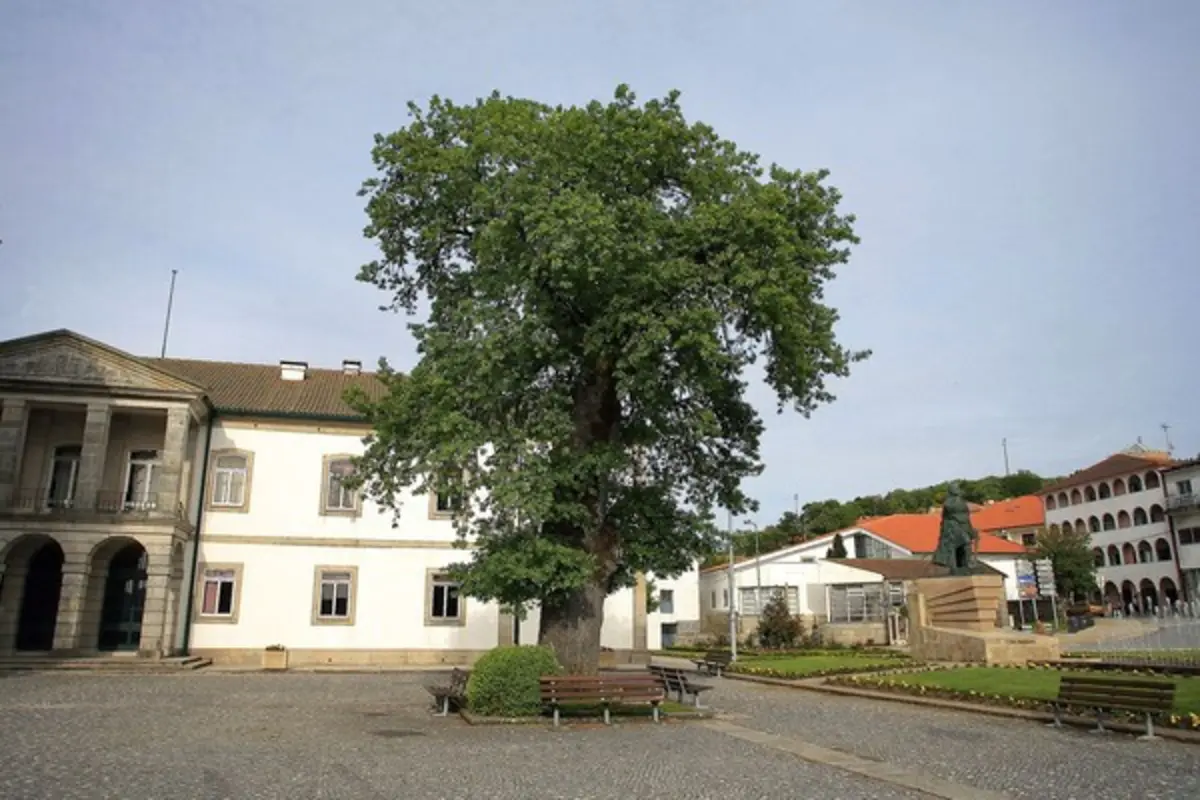 Plantação está aberta a voluntários