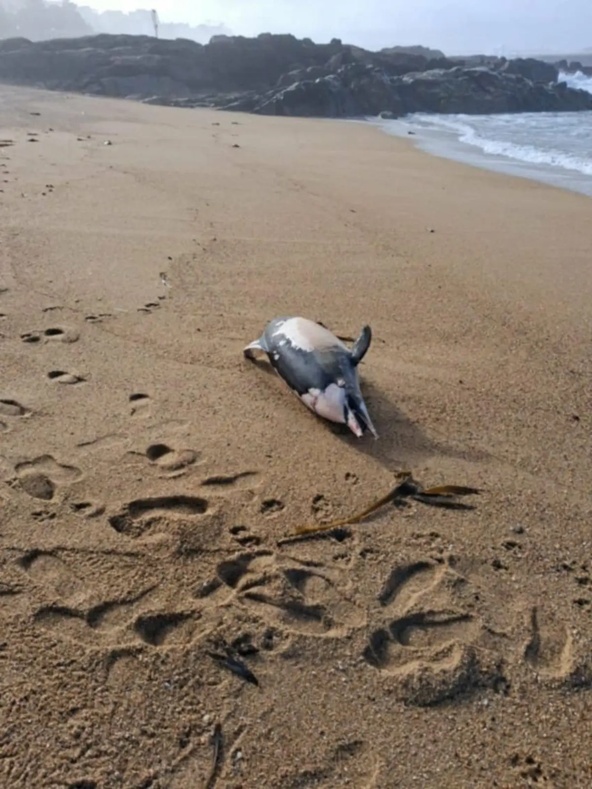 Golfinho deu à costa na Foz