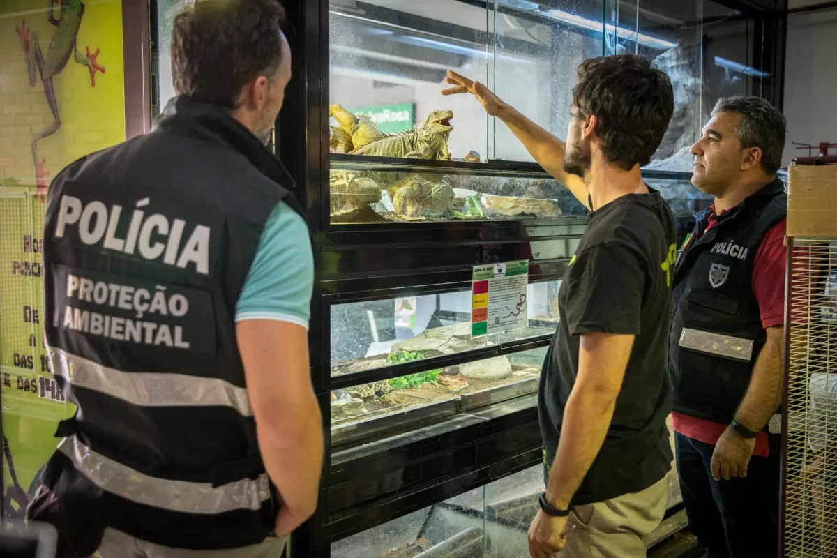 Maioria dos crimes está relacionada com o abandono e maus-tratos a animais de companhia, bem como situações com animais perigosos e potencialmente perigosos