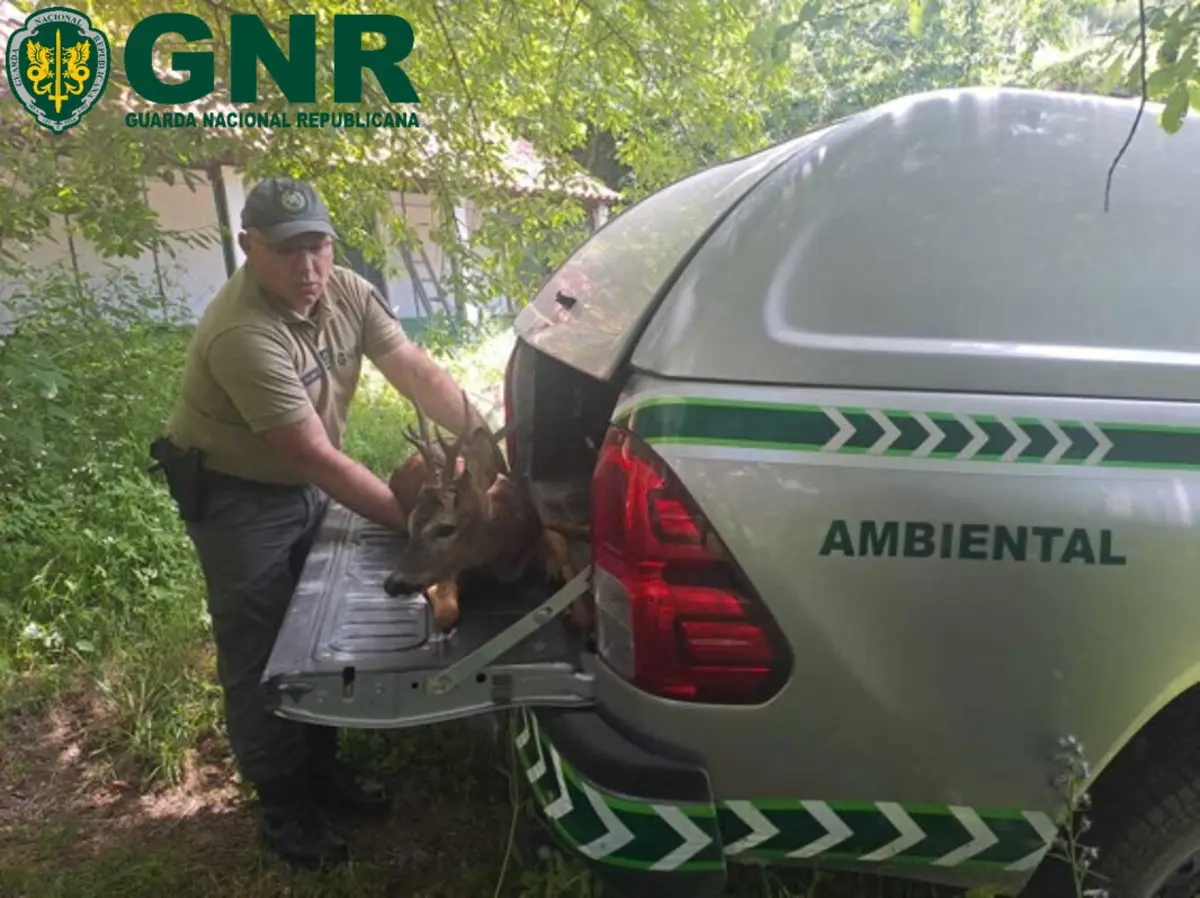 Corço ferido foi resgatado por militares do SEPNA