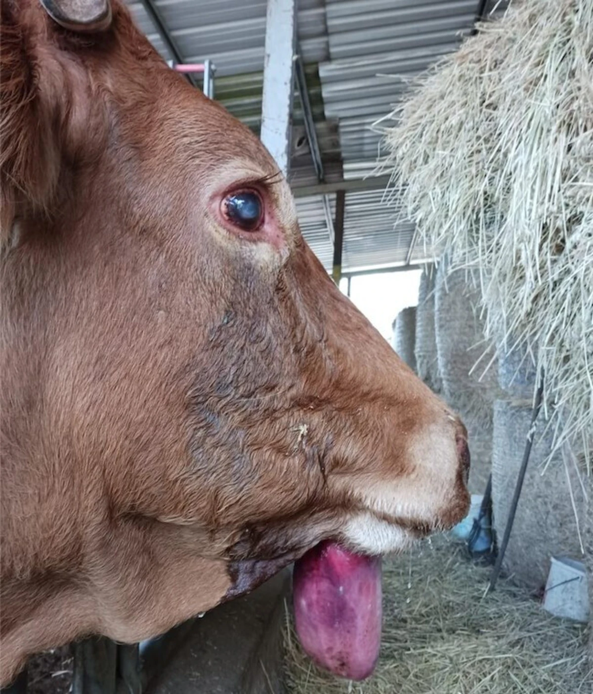 Os animais ficam com lesões na boca e por isso com dificuldade em se alimentar