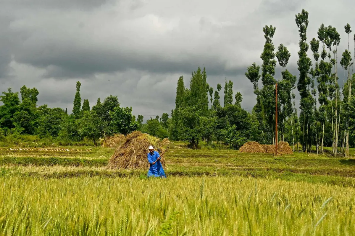 Imagem de contexto do artigo Altos preços do arroz na Índia mostram como clima vai influenciar abastecimento mundial