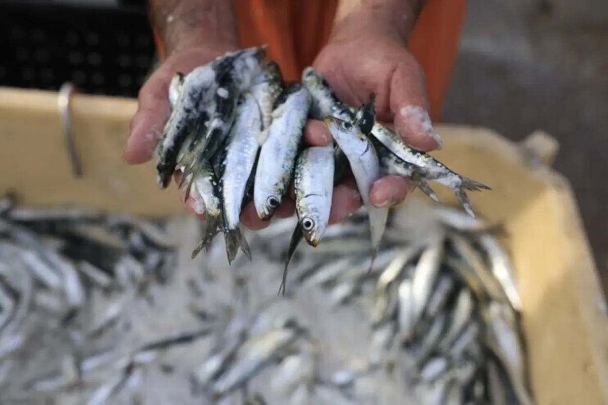 Pesca da sardinha vai ter novos limites a partir da próxima segunda-feira