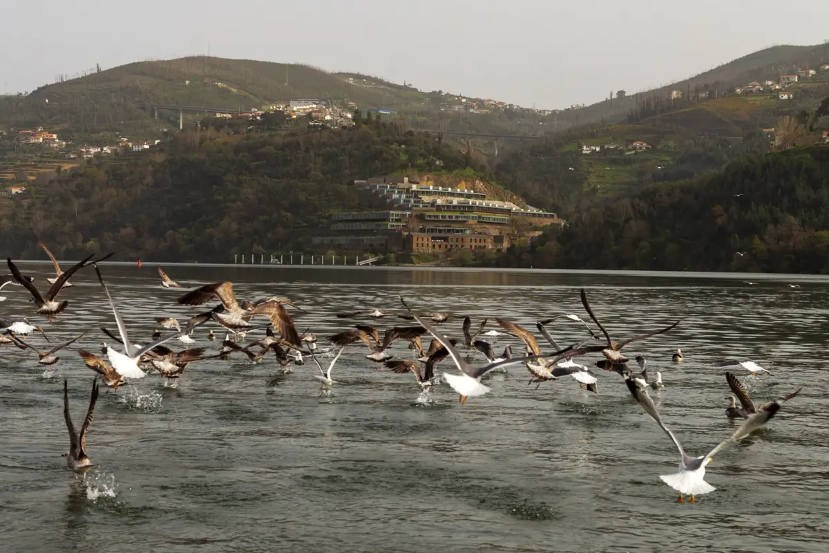 Imagem de contexto do artigo Portugal não tem casos de gripe das aves em humanos