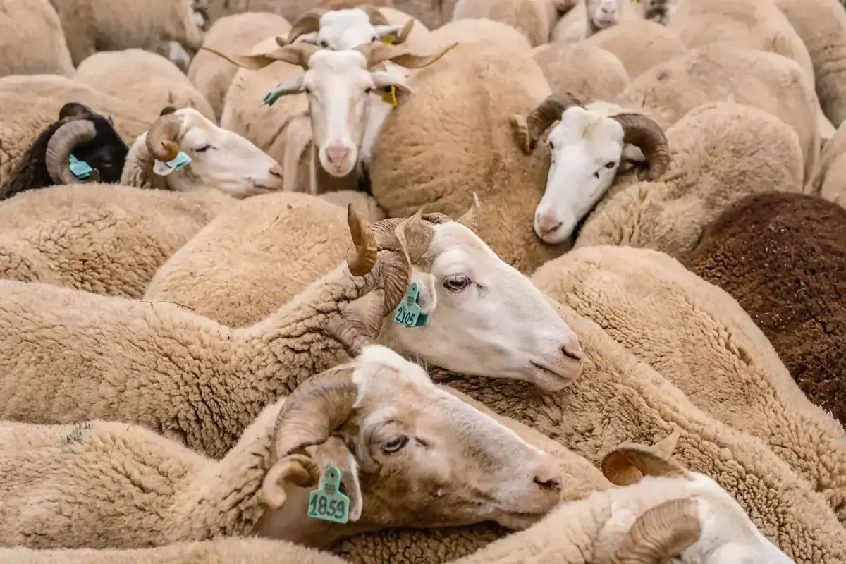 Imagem de contexto do artigo Bragança vai apoiar agricultores com 128 mil euros para garantir sanidade animal