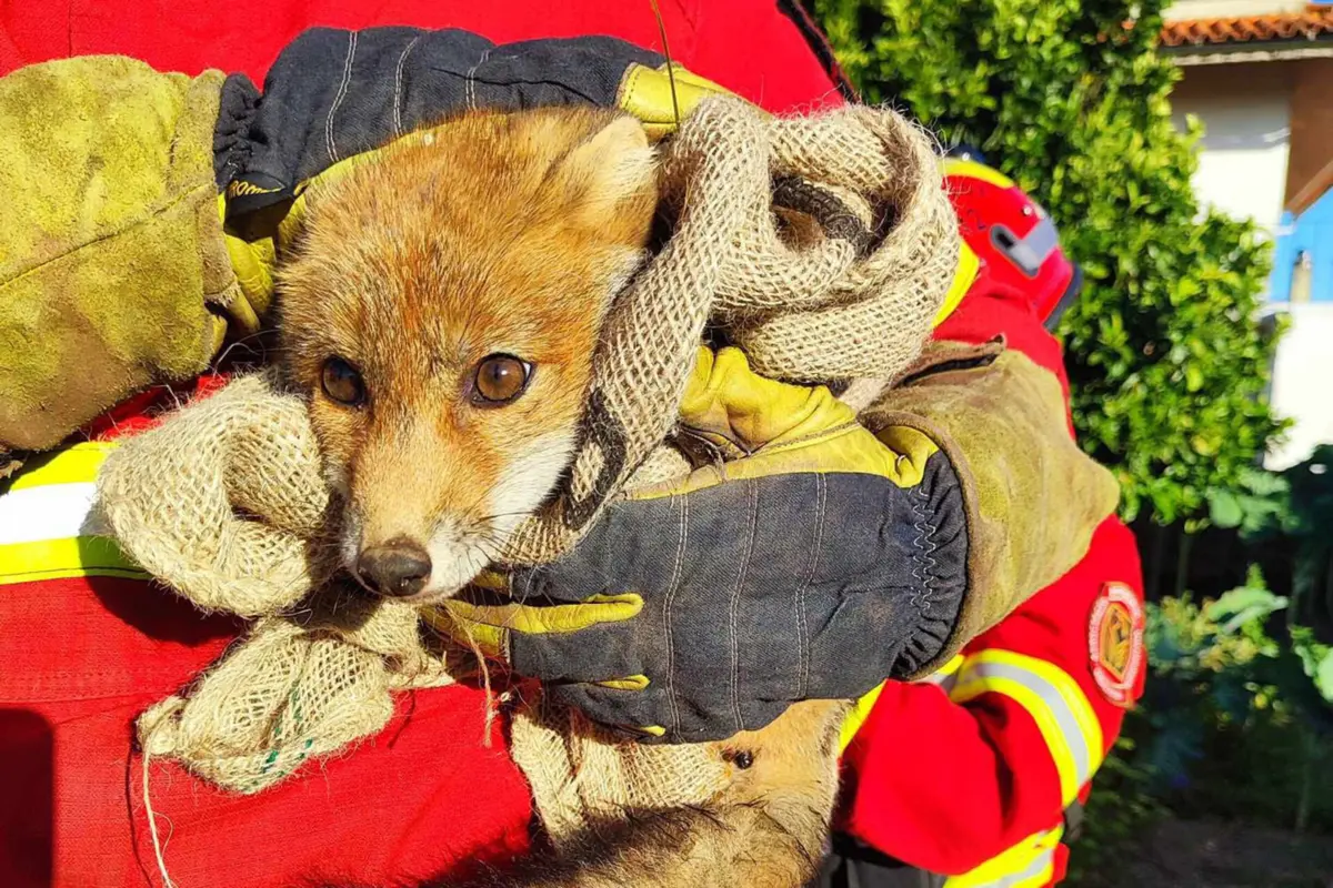 Os bombeiros da Mealhada já resgataram outros animais de poços, mas esta é a primeira raposa que salvam