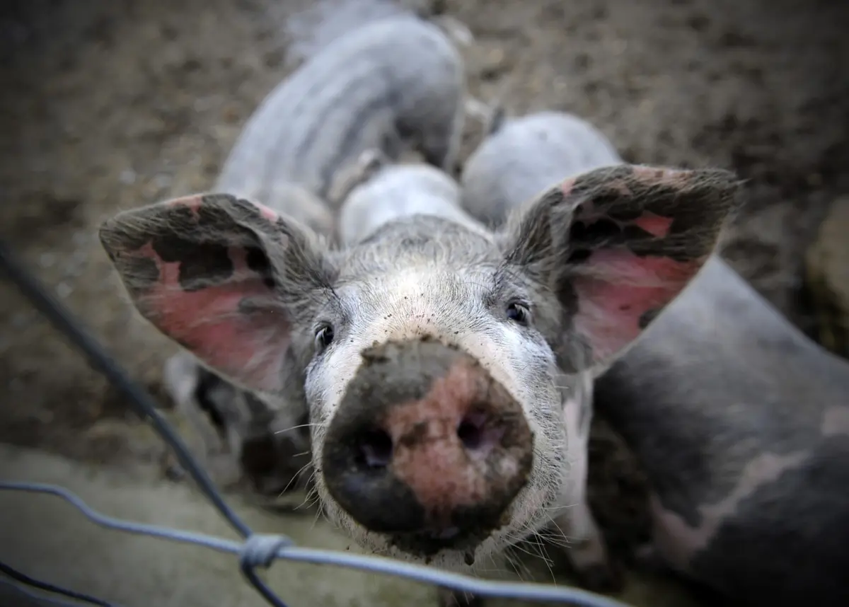 Imagem de contexto do artigo Suinicultores têm de declarar porcos em dezembro