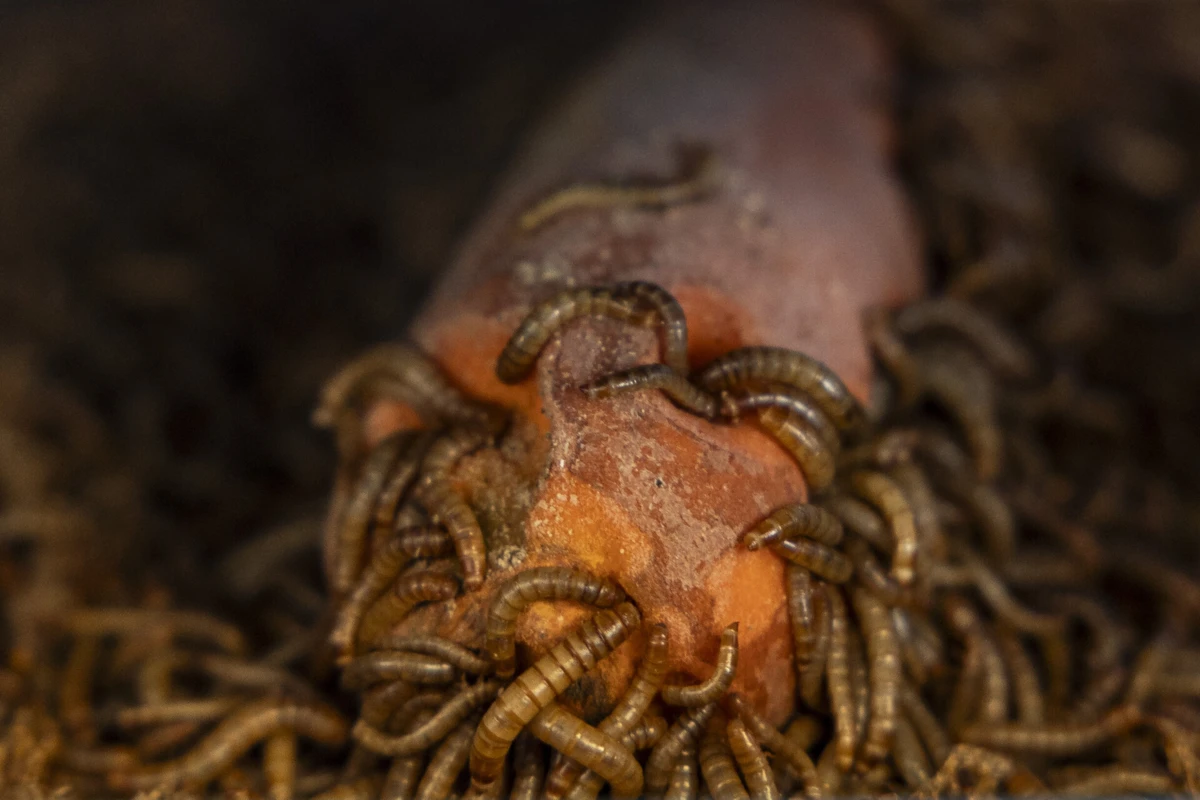 Em Portugal, desde 2021, há sete espécies de insetos autorizadas para consumo humano