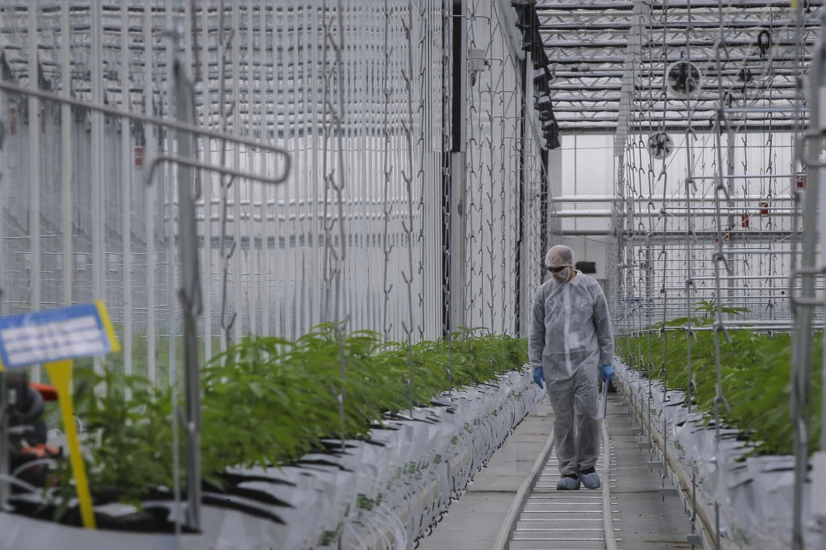 Exportações de canábis medicinal a partir de Portugal não param de crescer