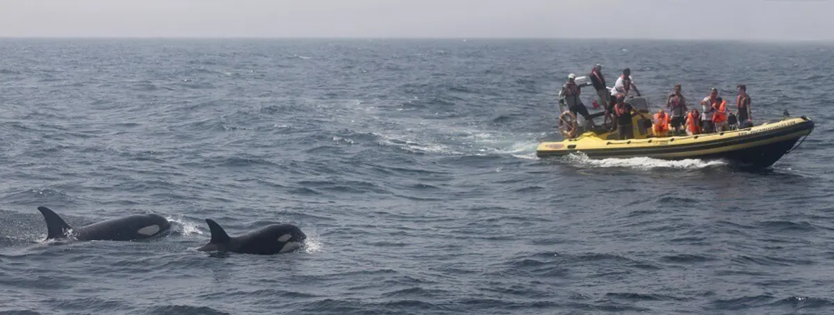 Nos últimos anos há registo de dezenas de interações entre orcas e barcos na costa portuguesa