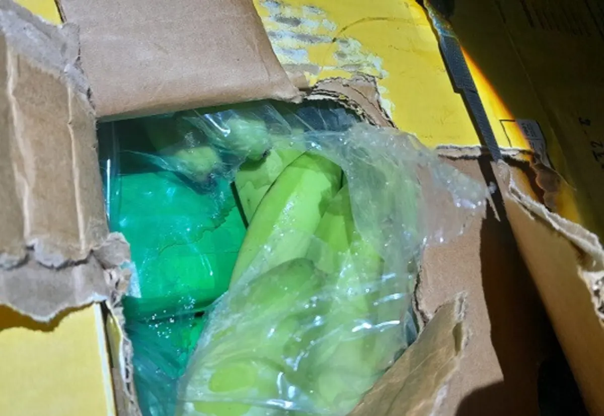 Droga encontrava-se dissimulada no interior de caixas de bananas