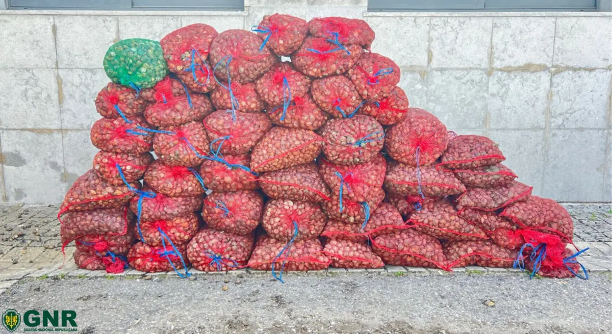 Militares da GNR apreenderam mais de duas toneladas de amêijoa-japonesa, em Alcochete