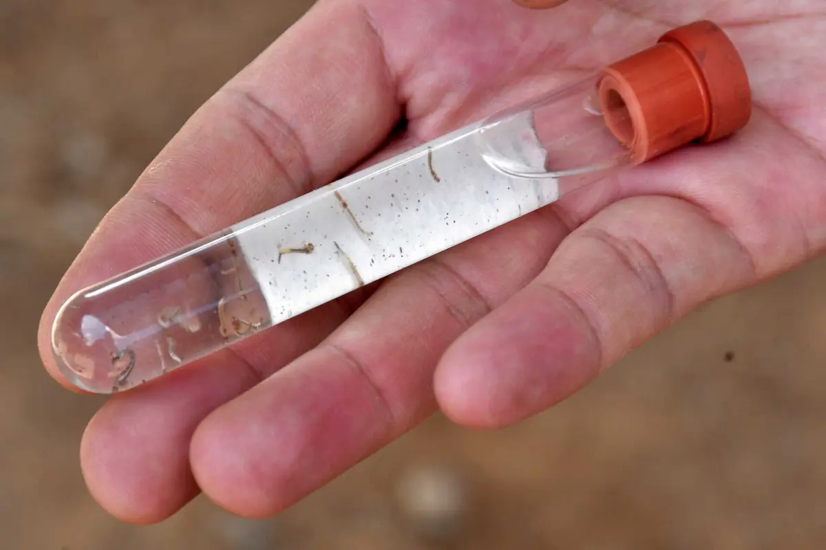 Aumento da presença dos mosquistos em Portugal, sobretudo nas regiões de Faro e Lisboa, tem levantado preocupações