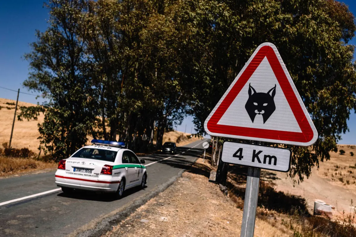 Os atropelamentos representam 32% das mortes de linces ibéricos marcados e monitorizados