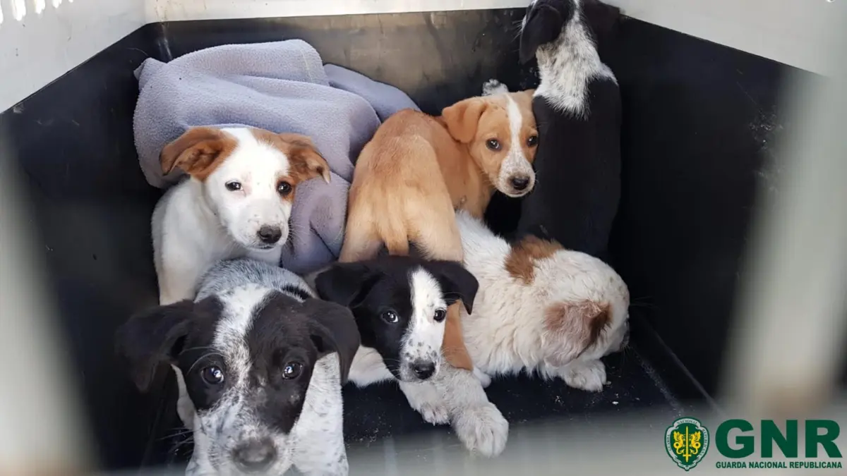 Foram resgatados 12 cães
