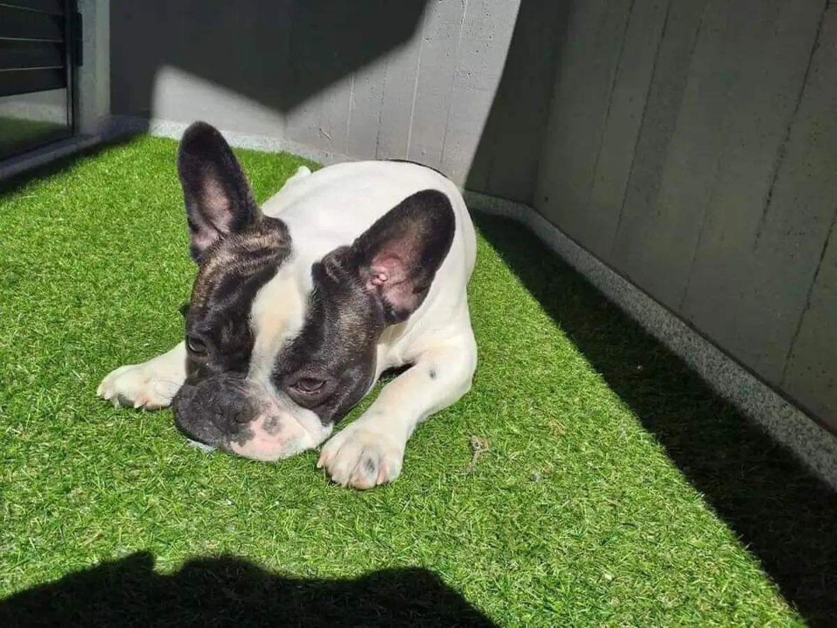 Cão King nunca largou a dona ao longo de cinco dias.
