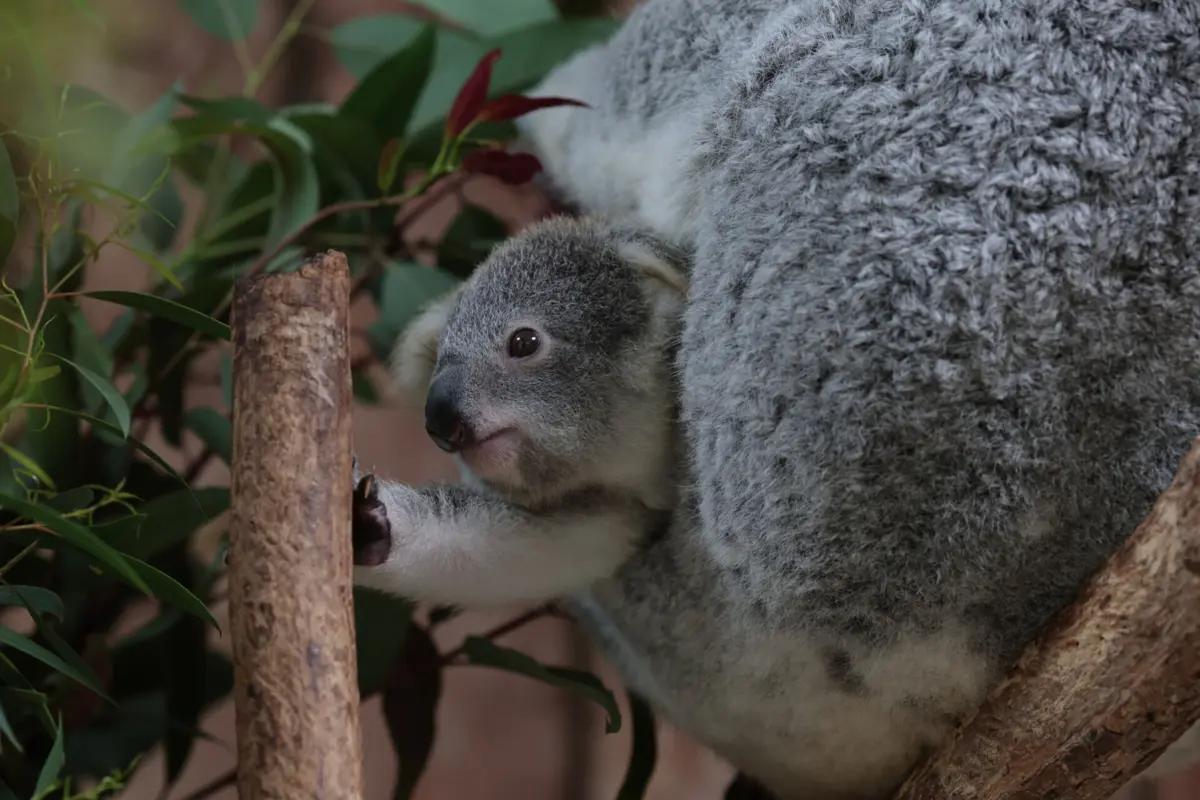 Nova cria de Koala chama-se “Kilupi”