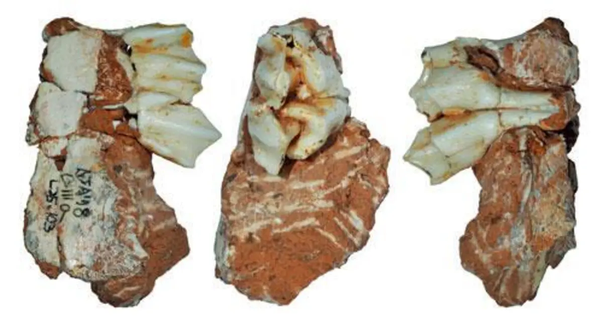 "A resença desta rena nesta latitude indica que o frio extremo pode ter afetado as condições da fauna ibérica antes e de maneira mais intensa do que se pensava até à data", afirmou um dos autores do estudo