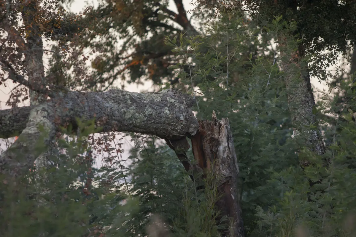 Plano de compensação prevê a plantação de um mínimo de 771 plantas de sobreiro