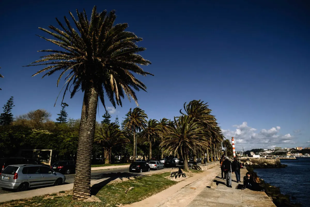 Imagem de contexto do artigo Porto quer substituir palmeiras que sucumbiram devido ao escaravelho-vermelho