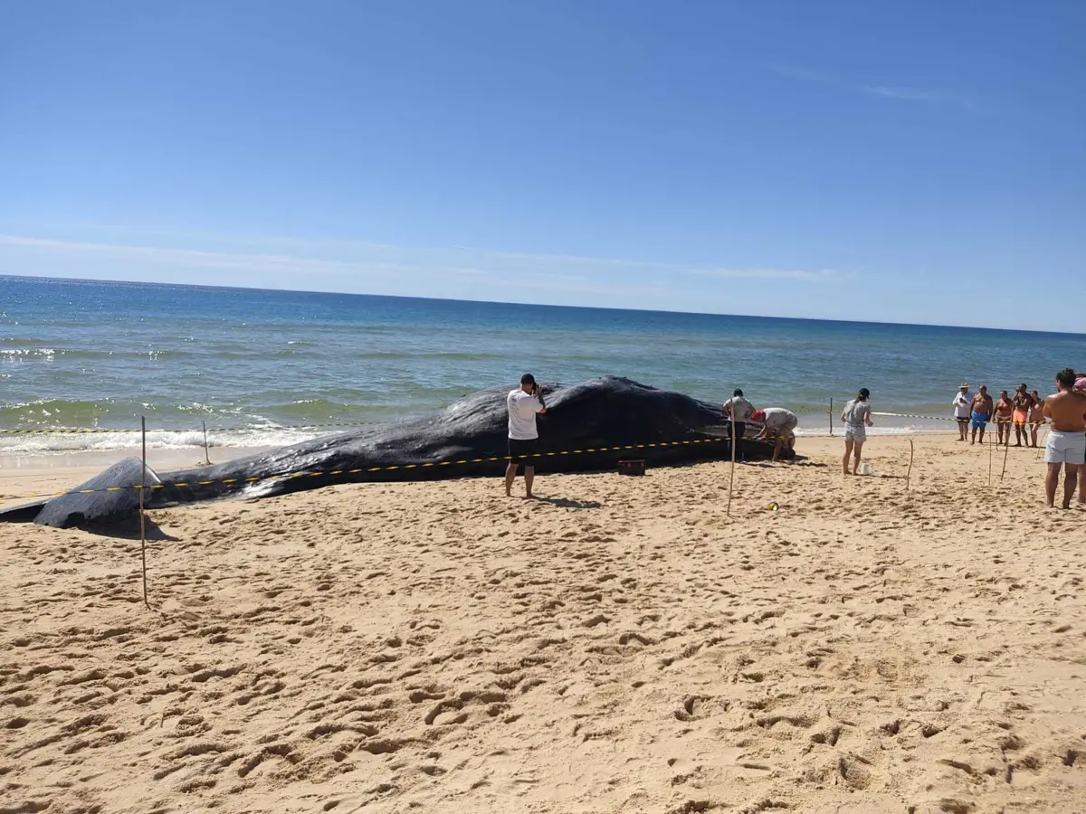 O animal acabou por morrer