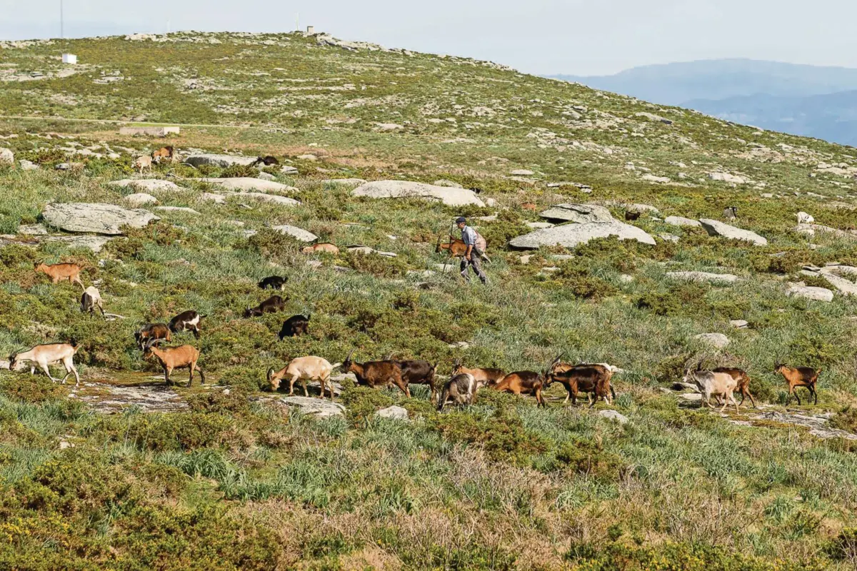Pastorícia não é atrativa para os mais jovens