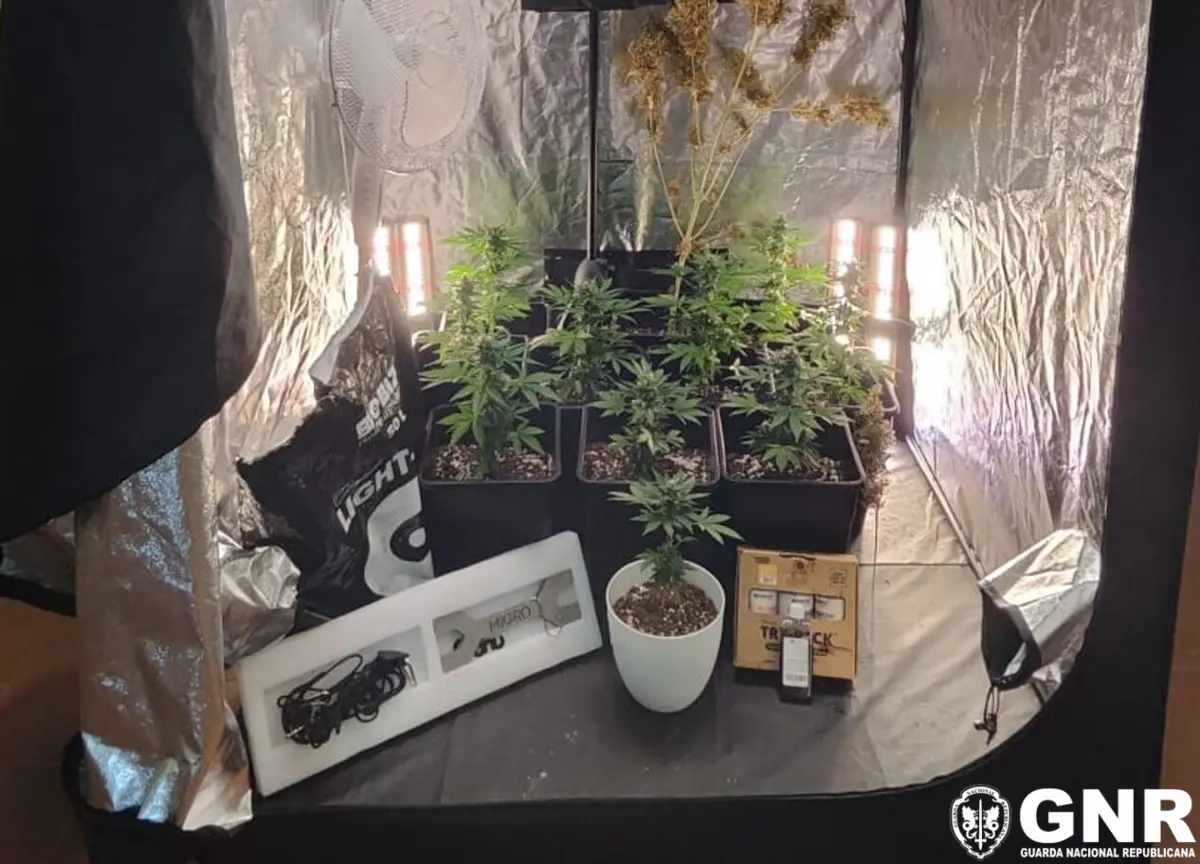 GNR apreendeu plantas de canábis, na Sertã
