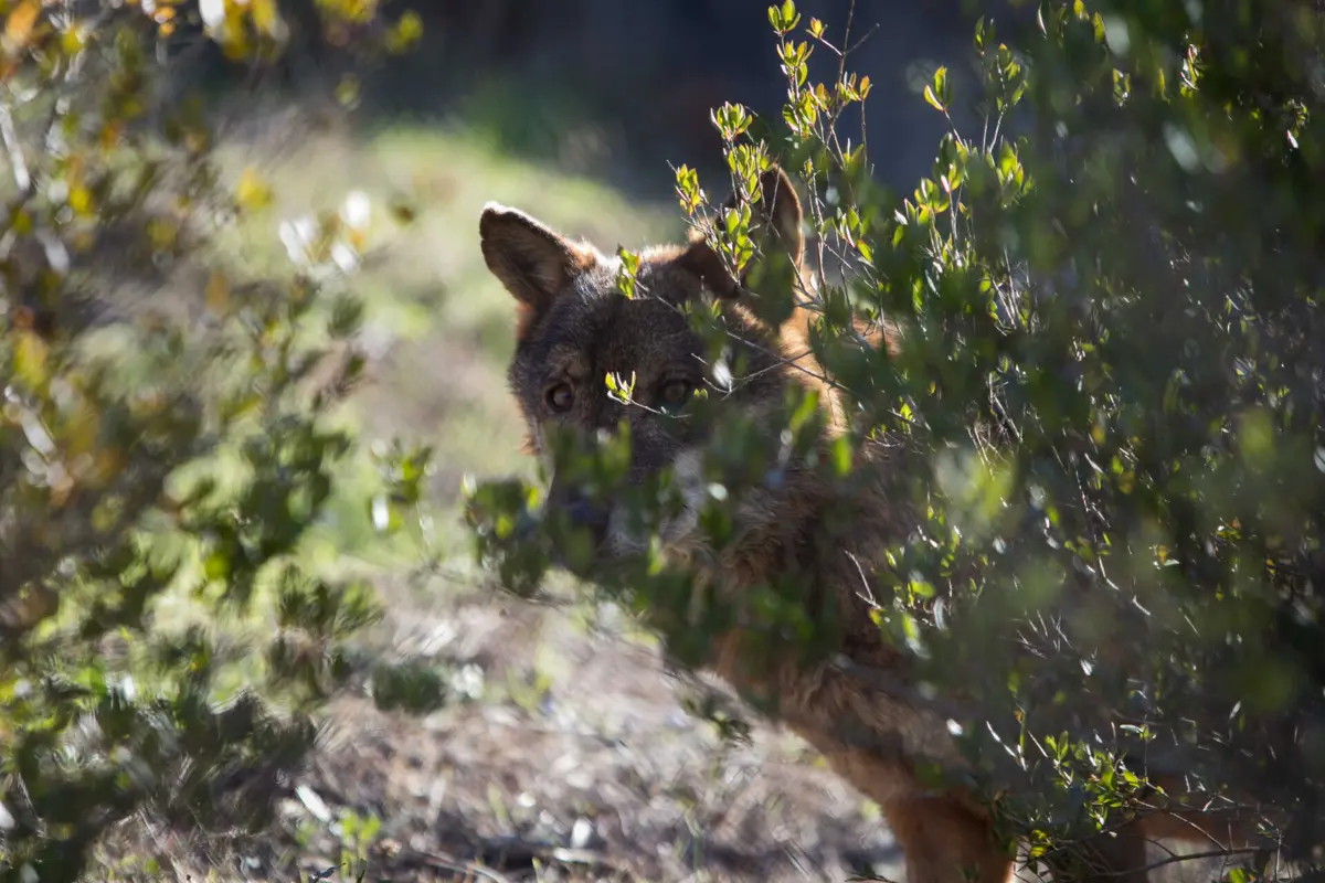 Exploração sobrepõe-se ao território de uma alcateia que irá ameaçar a sua reprodução