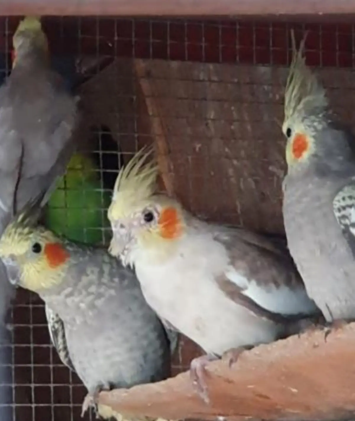 Algumas das aves exóticas apreendidas