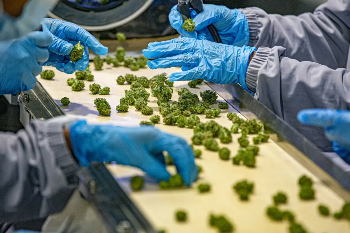 Imagem de contexto do artigo Infarmed aprovou dois novos medicamentos à base de canábis