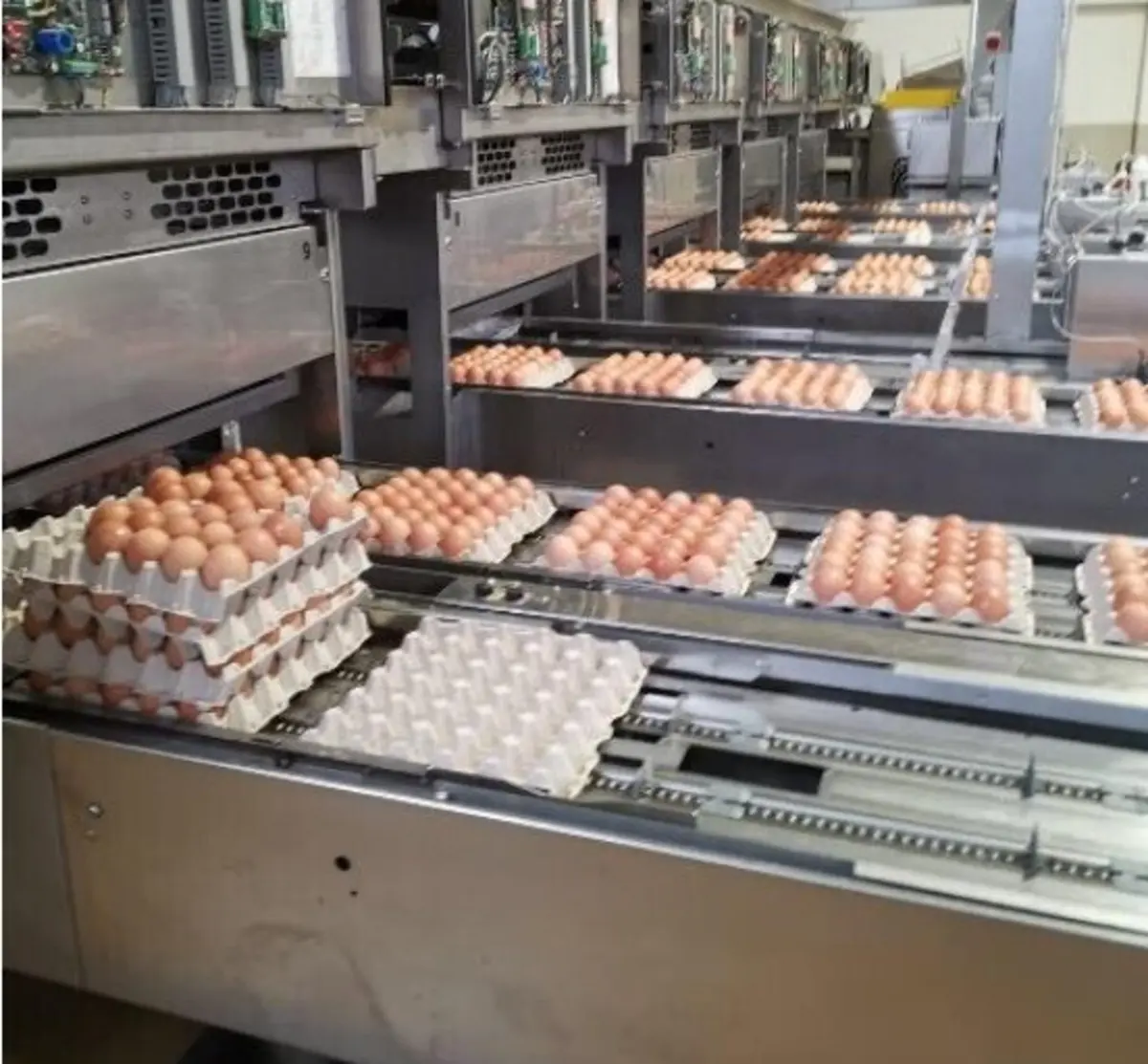 Ovos estavam já embalados e preparados para consumo