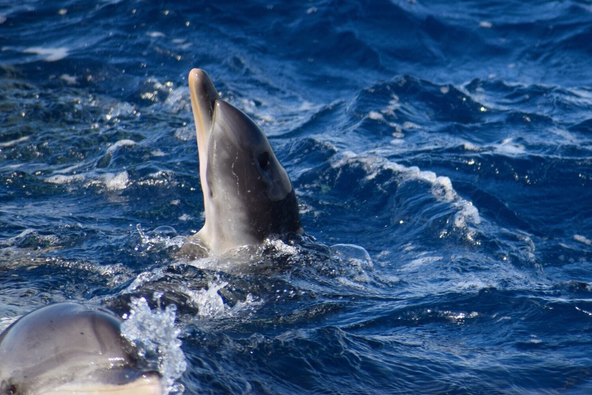Portugal por falha na adoção de medidas para evitar a captura acessória de espécies de golfinhos por navios de pesca