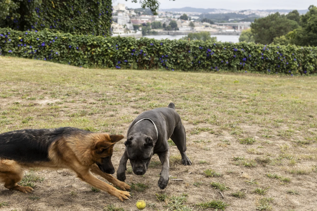 A organização recolheu “provas suficientes no sentido de demonstrar que as autoridades marroquinas estão a levar a cabo uma campanha sistemática de extermínio, utilizando métodos cruéis e arcaicos&