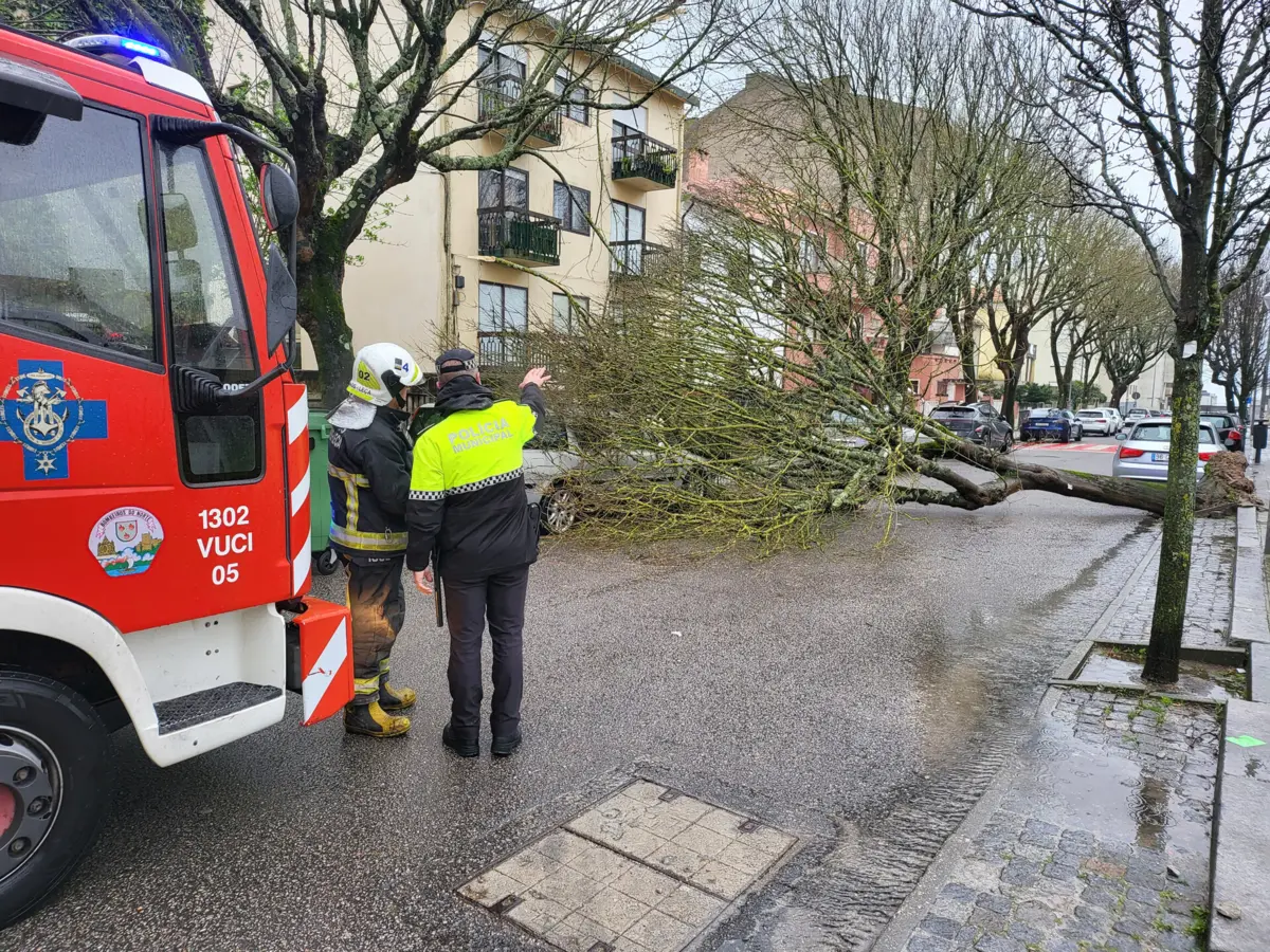 Imagem de contexto do artigo Árvore caiu e danificou carro em Matosinhos