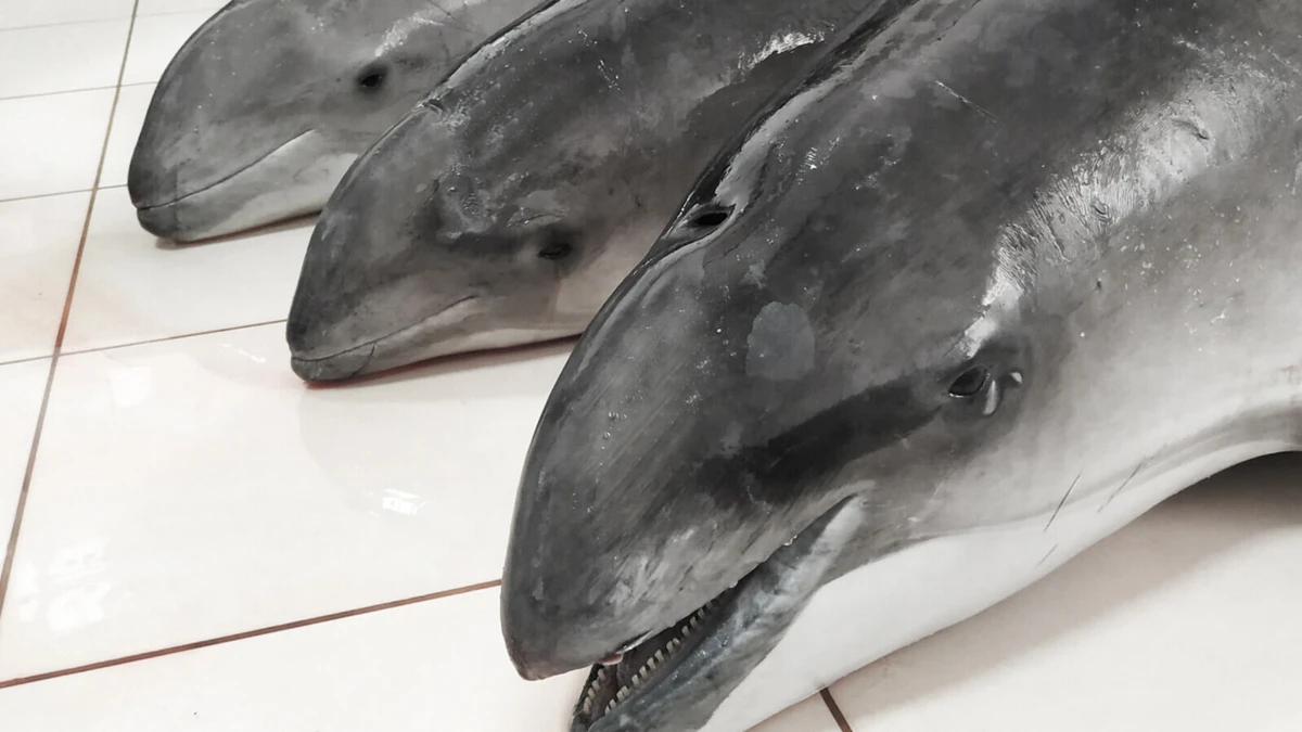 Boto é o mamífero mais pequeno da família dos cetáceos