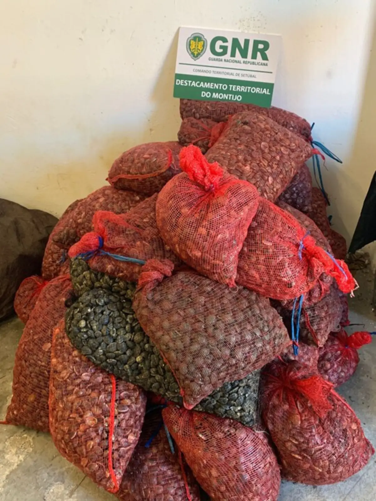 Introdução no mercado destes bivalves pode representar perigo para a saúde pública