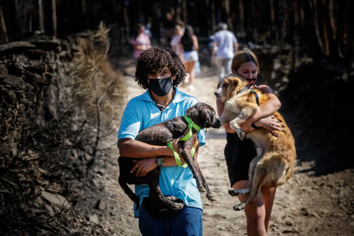 Imagem de contexto do artigo Processo dos 93 animais mortos em 2020 num incêndio em Santo Tirso vai a julgamento