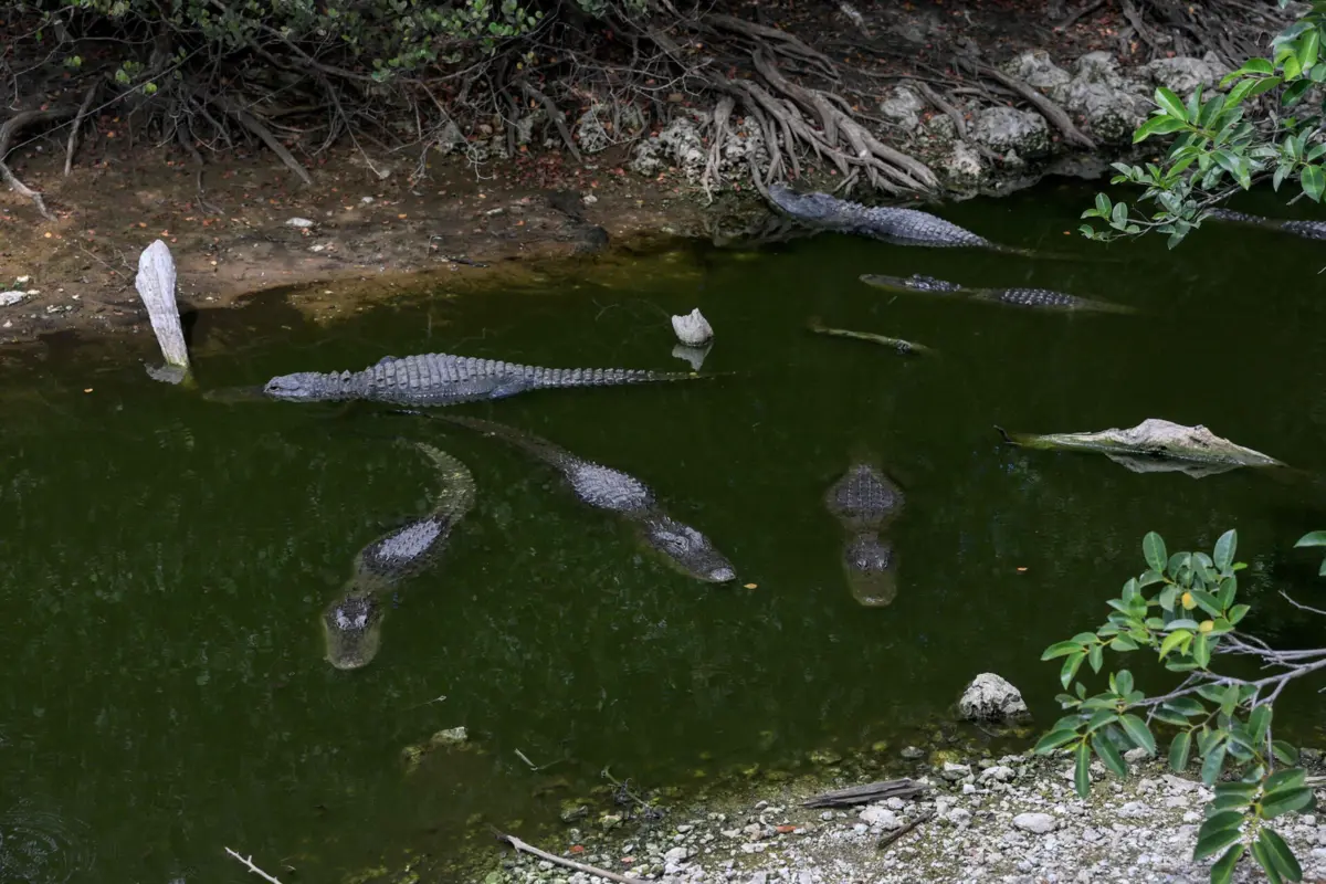 Para DeSantis, o isolamento do aeródromo nos Everglades, rodeado de zonas húmidas repletas de mosquitos, cobras venenosas e jacarés, torna-o um local ideal para deter imigrantes ilegais