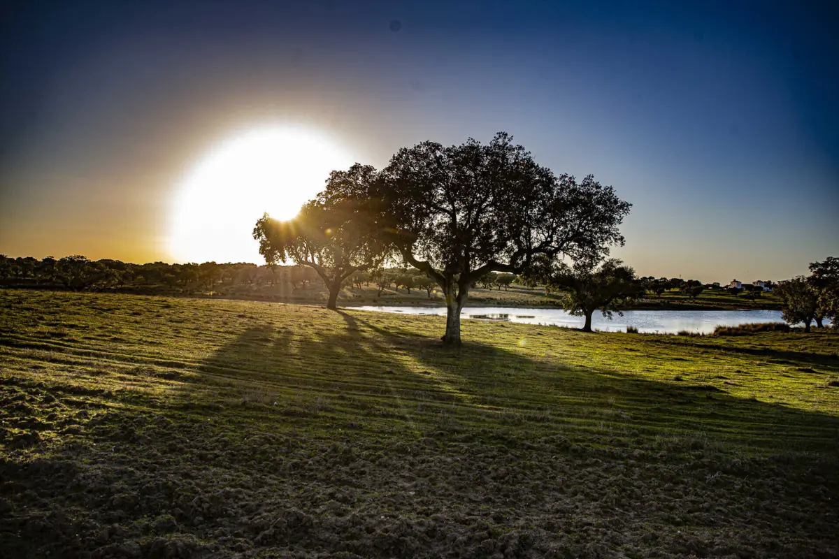 Foi autorizado o abate de 1821 sobreiros para a EDP Renováveis construir o Parque Eólico de Morgavel