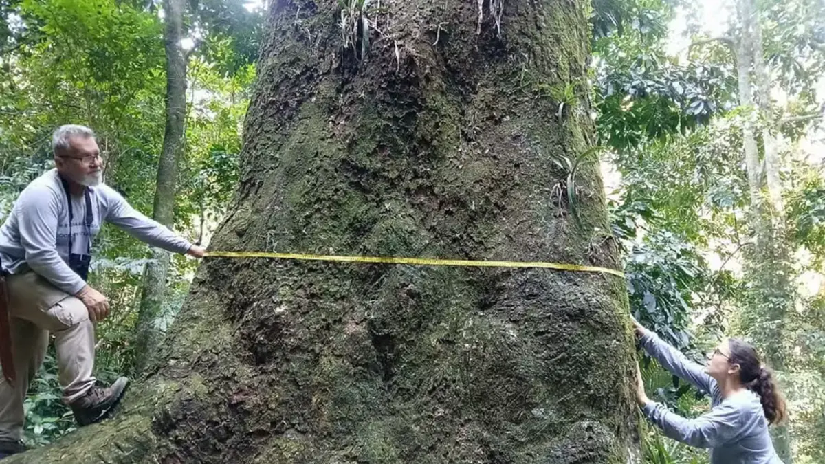 Imagem de contexto do artigo Descoberta árvore gigante no coração do Rio de Janeiro
