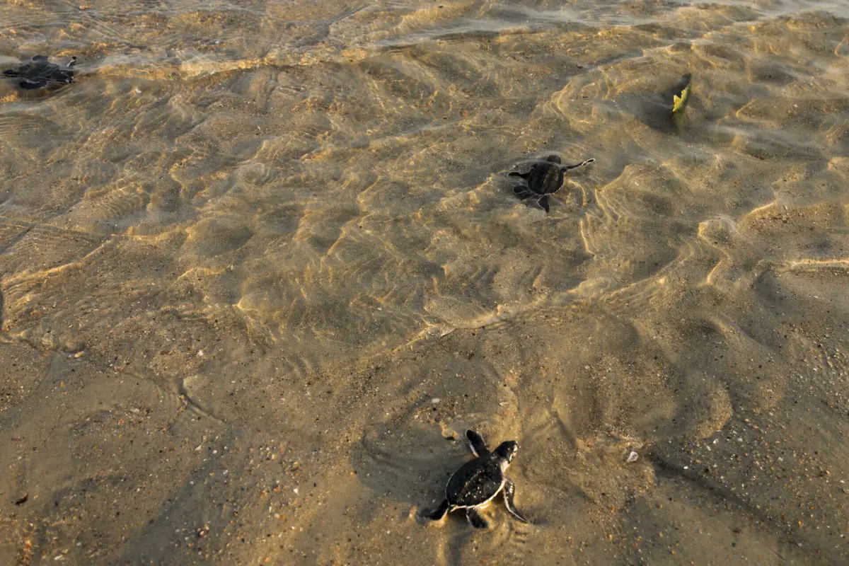 Imagem de contexto do artigo Tartarugas marinhas podem aprender o mapa magnético de lugar favorito