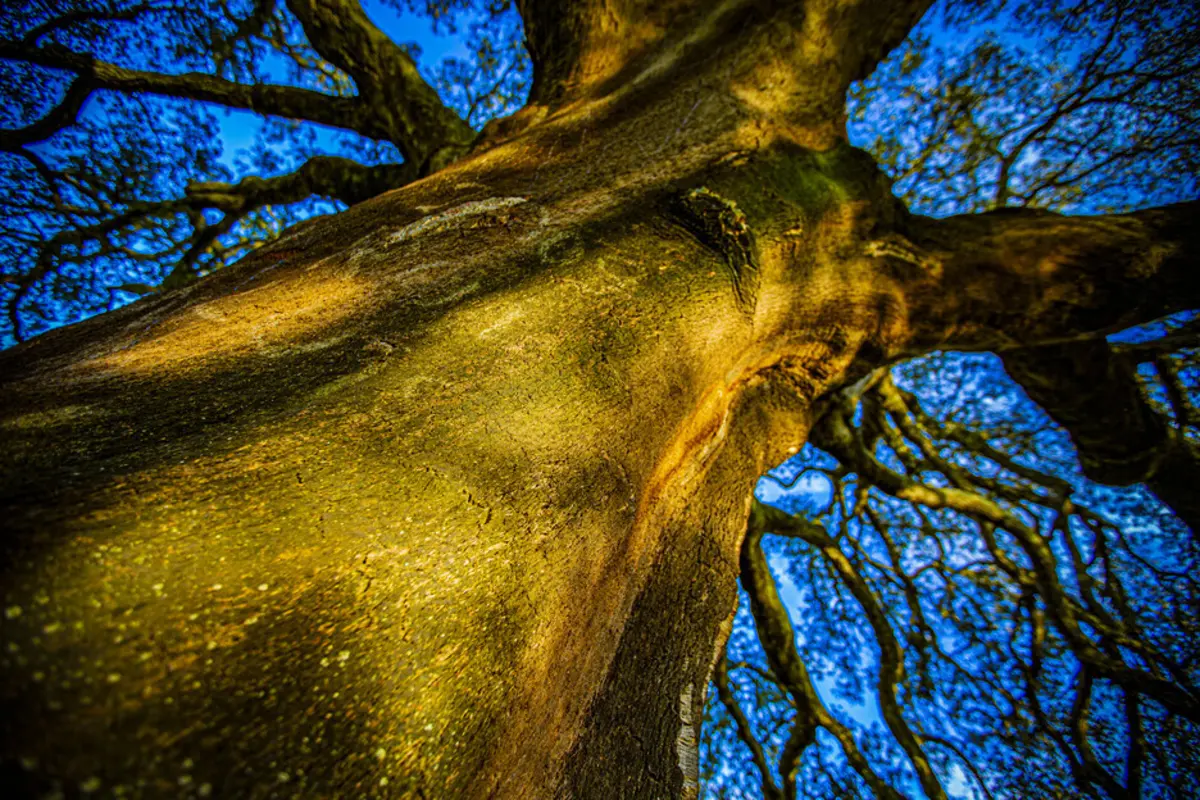 Paredes está a investir numa campanha de reflorestação do município