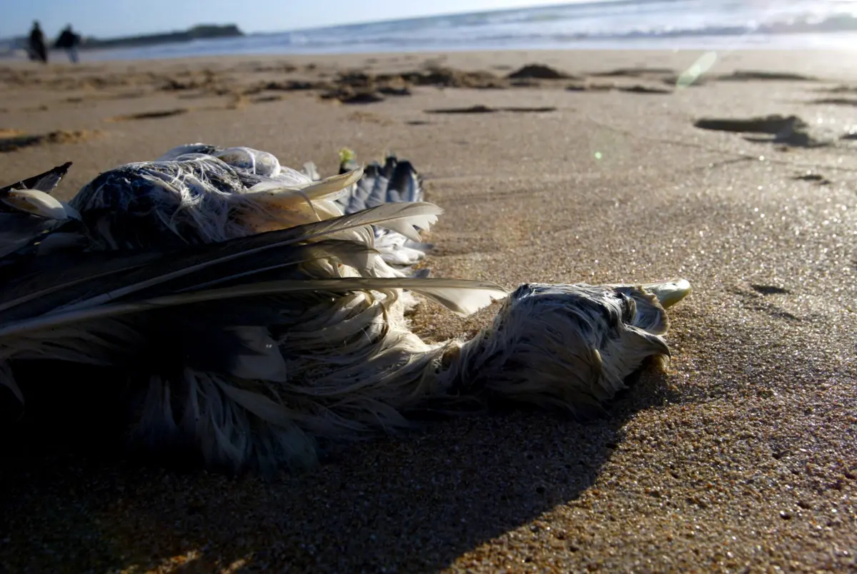 Amostras de aves mortas foram levadas para testagem