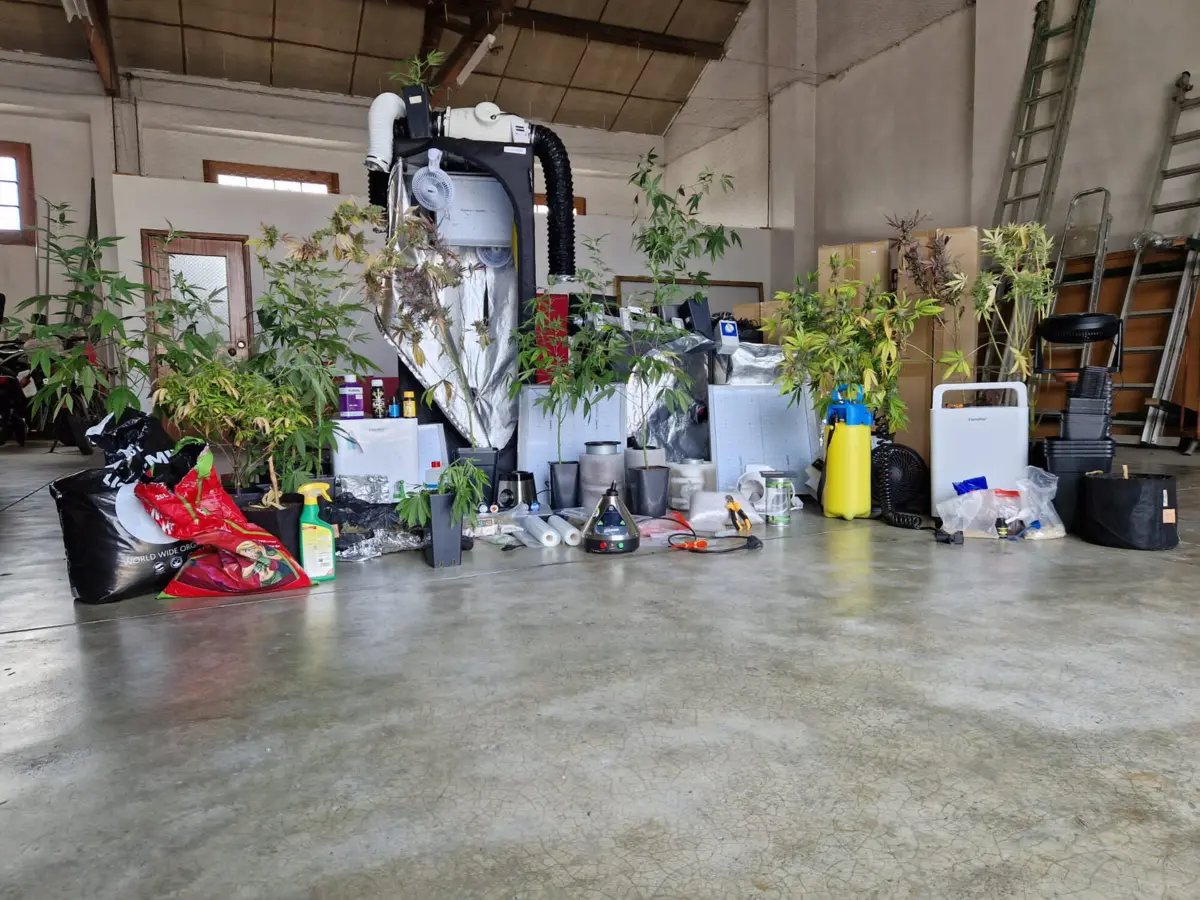 PSP apreendeu estufas e vário material relacionado com a produção e venda de estupefacientes