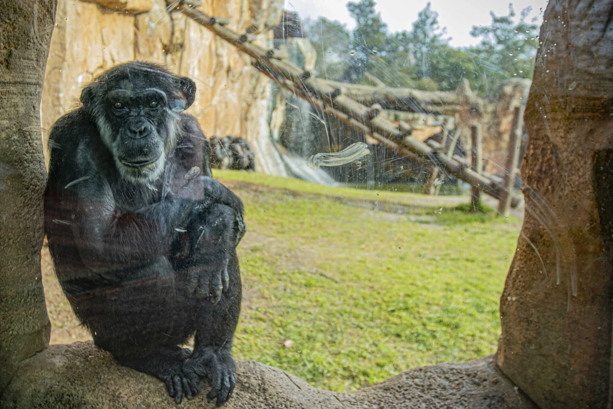 Imagem de contexto do artigo Estudos em chimpanzés e abelhas mostram que aprendizagem social em animais é possível