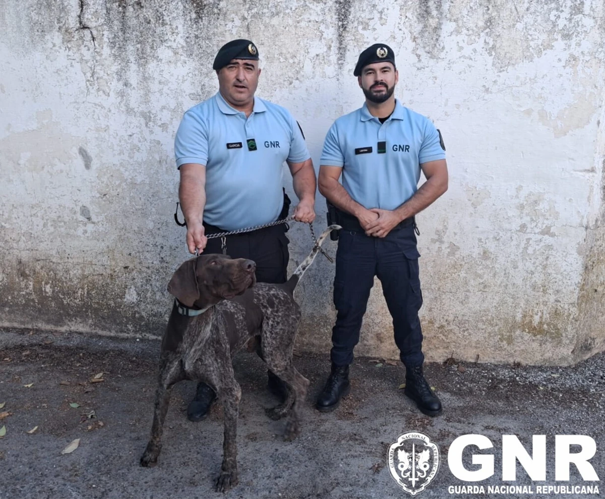 Cão foi encontrado um mês depois de os seus tutores terem apresentado queixa