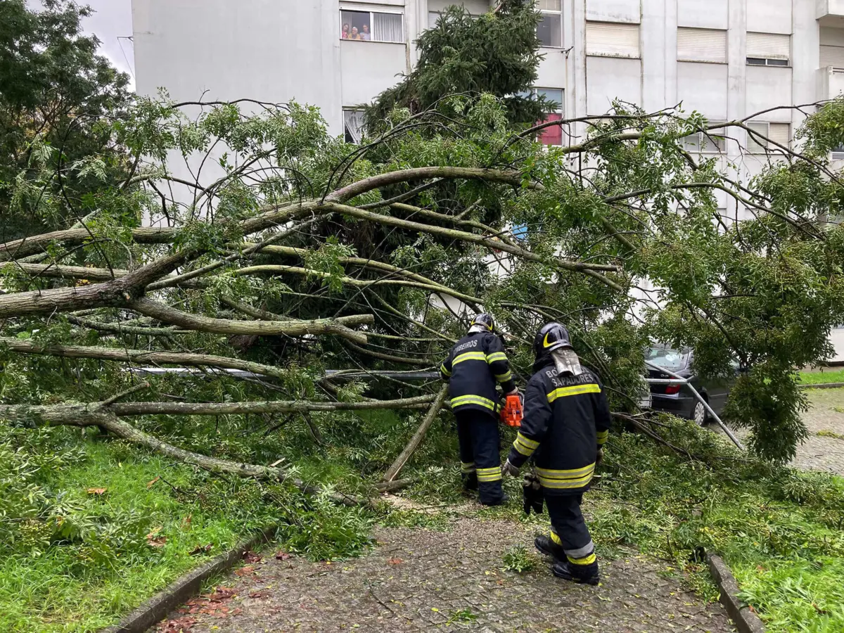 Uma árvore em Braga caiu em cima de um carro